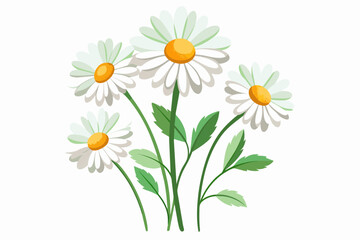 Canvas Print - daisies on transparent, minimalist vector illustration