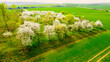 Blooming cherry trees. Orchard in spring landscape. Agriculture in European Union.
