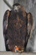 portrait of golden eagle