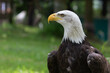 portrait of southern bald eagle