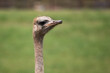 portrait of common ostrich being funny, communicating