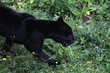 portrait of black panther walking in grass