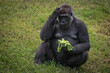 portrait of gorilla eating fresh green salad and thinking