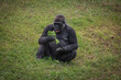 portrait of gorilla eating fresh green salad