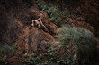 portrait of funny eurasian brown bear lying on the rocks