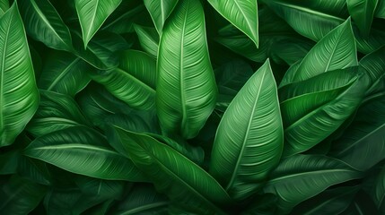 Wall Mural - An expanse of richly textured tropical leaves creating a calming, natural backdrop