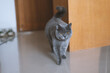 Cute gray fat British shorthair pet cat. He eats a little too much cat food and needs to consider a weight loss and health plan. His big pitiful eyes say he doesn't want to exercise.