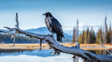 A Solemn Black Raven Perched Atop A Bare Tree With An Expansive Wintry Landscape And Blue Sky In The Background