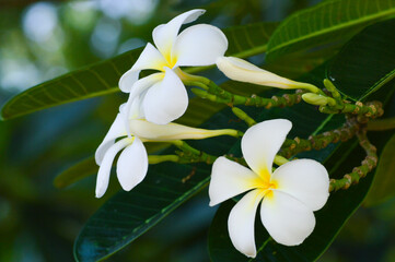 Wall Mural - Close-Up Of Fresh Blooming White Frangipani Flowers Amidst Leaves With A Blurred Bokeh Background