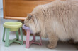 The cute yellowish British longhair cat was eating the cat food that its owner had just added to the pet ceramic bowl. It was so focused on eating that it stuck its head into the pet cat bowl.