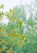 Aspen tree branches with spring young leaves, natural background. common aspen tree Populus tremula with new young foliage in spring season. Beautiful spring forest landscape.