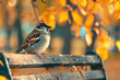 Sparrow bird standing on a bench in a park