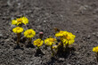 Tussilago farfara, commonly known as coltsfoot is a plant in the groundsel tribe in the daisy family Asteraceae. Flowers of a plant on a spring sunny day