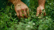 Hands delicately snipping fresh herb from wild plant, harvesting herb.