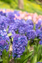 Wall Mural - Glade of blooming blue hyacinths in the city park, blurred foreground. Vertical photo