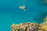 Fototapeta Przestrzenne - woman in blue bikini snorkeling and photographing over a colorful coral reef