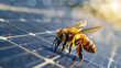 Honeybee exploring a solar panel on a sunny day