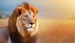 Portrait of a lion in close-up in savannah with gradient effect and with empty space for text.
