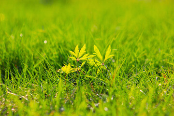 grass with flowers