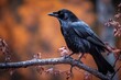 Beautiful black raven on a branch in the park. Nature concept. Birds