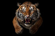 A beautiful tiger in a jump with sharp fangs isolated on a black background. Dangerous, angry tiger. wild nature
