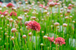 The buds and red flowers of the Armeria pseudarmeria in a garden center for sale. Also known as english grass, lady's cushion, thrift, ballerina red and sea pink. Background with selective focus. 