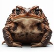 Image of isolated toad against pure white background, ideal for presentations
