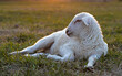 Sun low on the horizon behind a white lamb