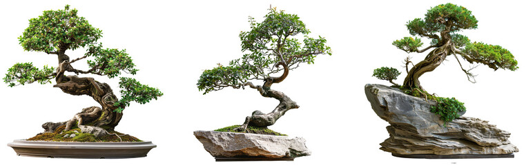 Poster - Tree. Chinese garden bonsai