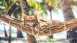 A peaceful cat naps in a hammock ,relaxation and the carefree spirit of island life.