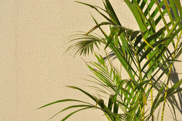 Poster - palmeira areca bambu