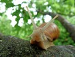 The snail, a slow-moving gastropod, boasts a spiral shell and utilizes its slime to glide across surfaces with ease.