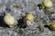 The snail, a gastropod mollusk, navigates its environment using a muscular foot and carries its protective shell gracefully.