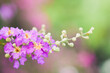 Purple flowers on a natural background (Petria Volubilis)