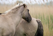 Cheval sauvage d'Europe, Tarpan , Equus caballus, réserve d’Oostvaardersplassen, Pays Bas