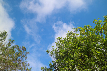 Wall Mural - green leaves against blue sky