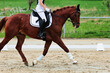 Horse training on the riding arena, close-up.