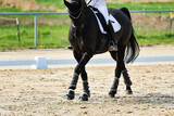 Fototapeta Konie - Horse training on the riding arena, close-up.