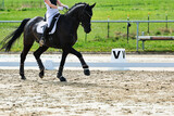 Fototapeta Konie - Horse training on the riding arena, close-up.