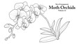 A series of isolated flower in cute hand drawn style. Moth Orchids in black outline and white plain on transparent background. Floral elements for coloring book or fragrance design. Volume 12.