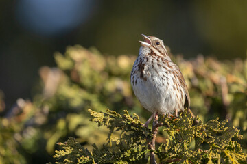 Wall Mural - Male song sparrow (Melospiza melodia) singing in spring