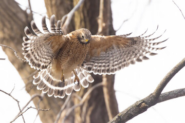 Poster - Red-shouldered hawk (Buteo lineatus) nesting