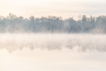 Canvas Print - A bird floating on a pond in the morning mist.