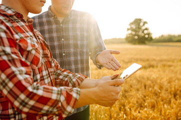 Wall Mural - Two Farmers working with Tablet on wheat field. Smart farming and digital agriculture. 