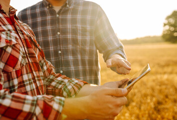 Wall Mural - Two Farmers working with Tablet on wheat field. Smart farming and digital agriculture. 