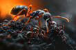 Ants Crawling in Their Habitat