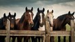 Portrait of group of horses standing behind wooden fence on the farm. Beautiful animal pet mammal photography illustration concept. Equus ferus caballus.