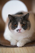 British shorthair cat looking at camera close up