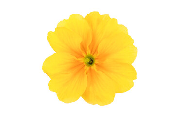 Wall Mural - Primrose primula flowers isolated on white background