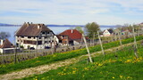 Fototapeta  - weiter Blick im Frühling vom Höhenweg bei  Haltenau auf Bodensee,  Wiese, Weinberg und Häuser